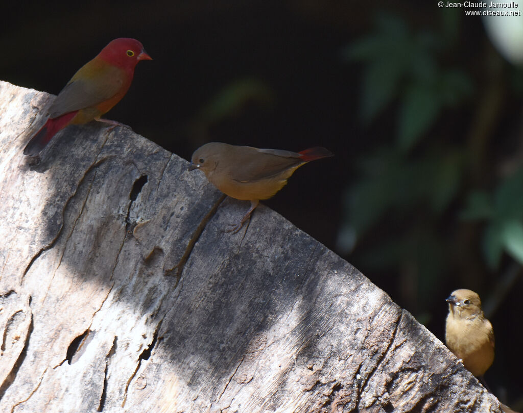 Red-billed Firefinch