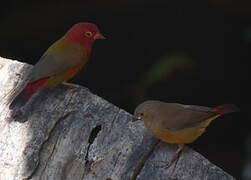 Red-billed Firefinch