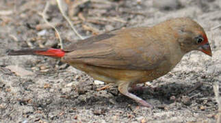 Red-billed Firefinch