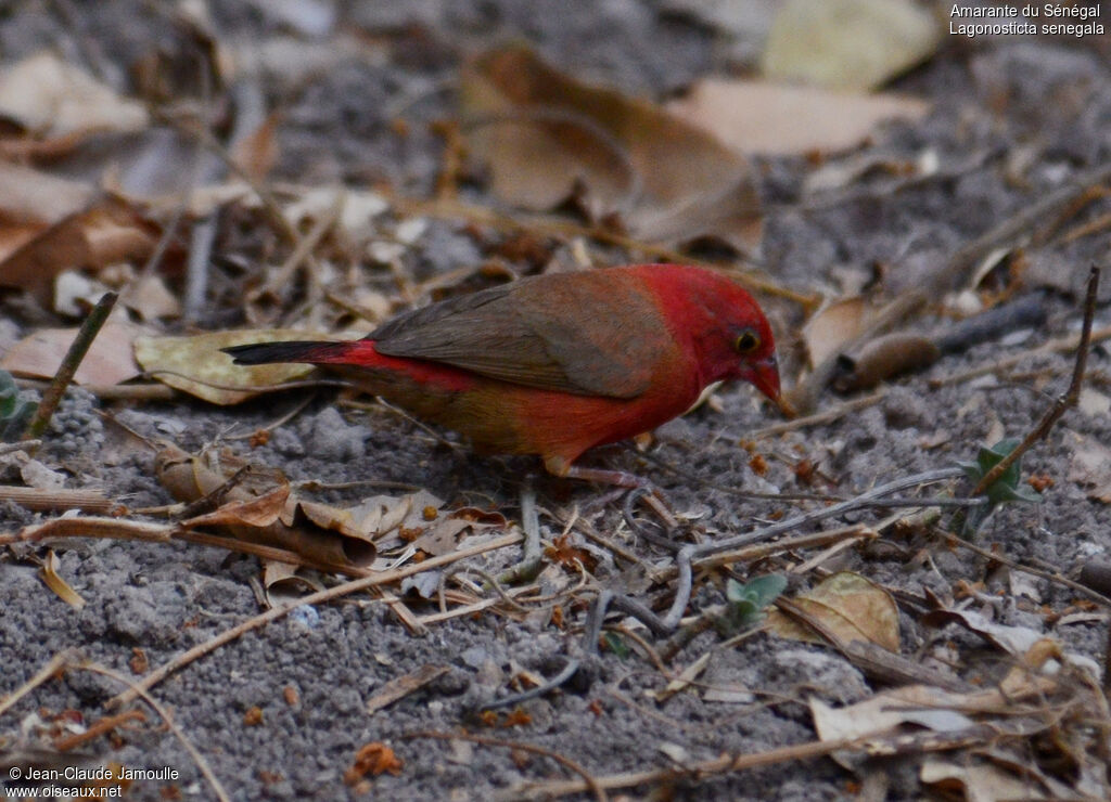 Red-billed Firefinch, feeding habits