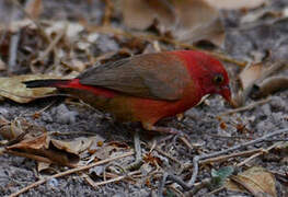 Red-billed Firefinch