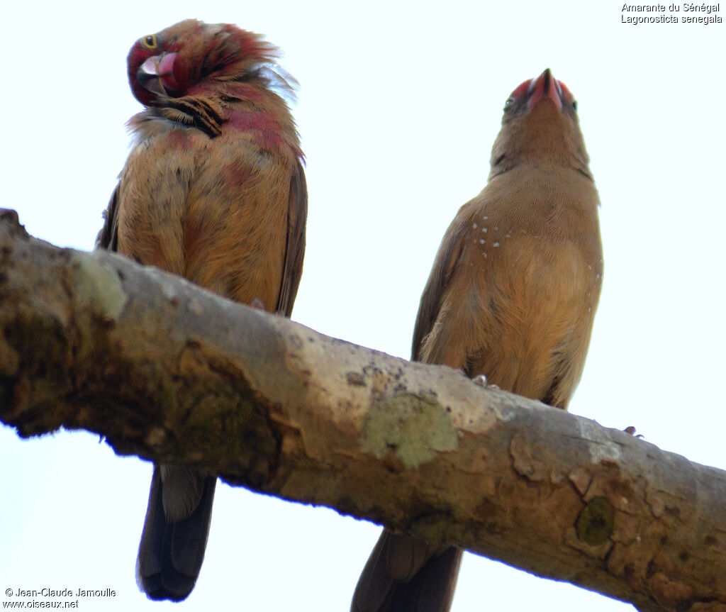 Red-billed Firefinch female juvenile