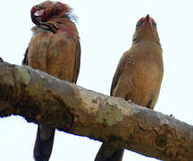 Red-billed Firefinch