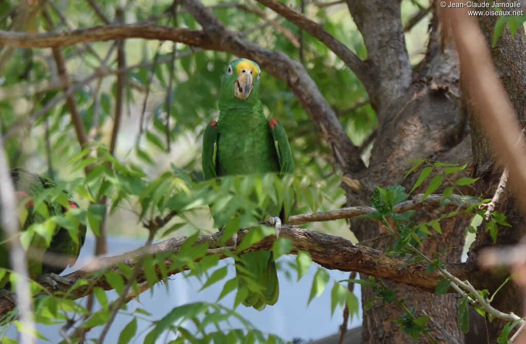 Amazone à front jaune