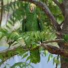 Amazone à front jaune