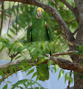 Yellow-crowned Amazon