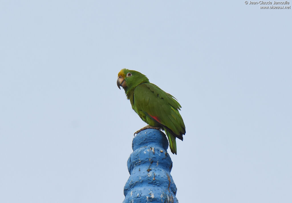 Amazone à front jaune