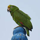 Amazone à front jaune