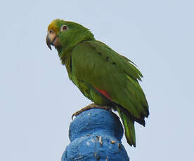 Amazone à front jaune