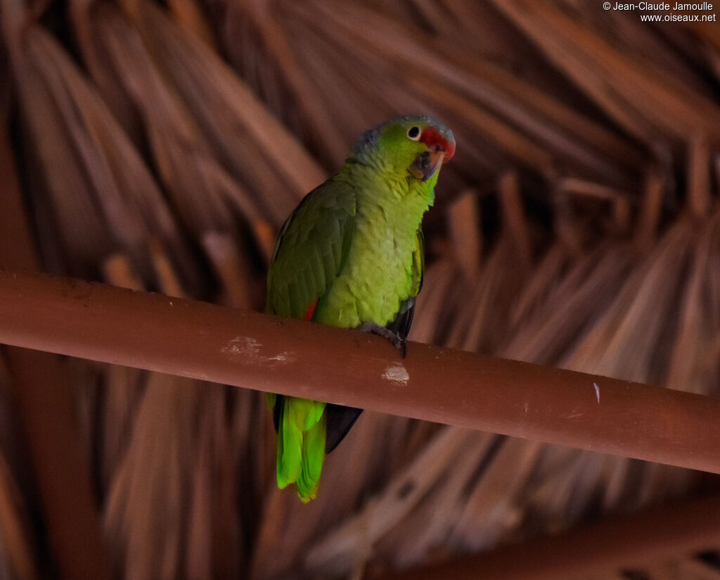 Amazone à lores rouges