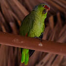 Amazone à lores rouges