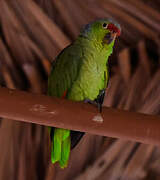 Red-lored Amazon