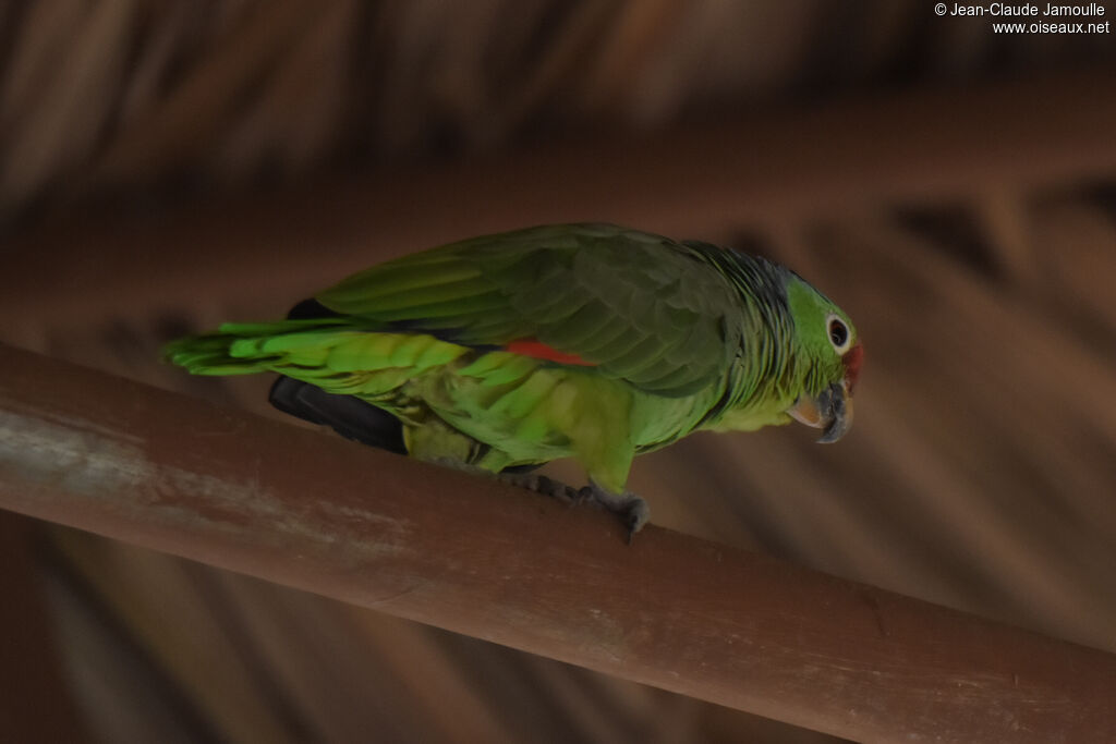 Amazone à lores rouges