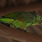 Amazone à lores rouges