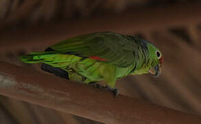 Red-lored Amazon