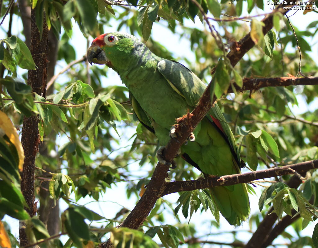 Red-lored Amazon