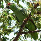 Amazone à lores rouges