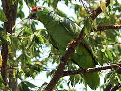 Red-lored Amazon