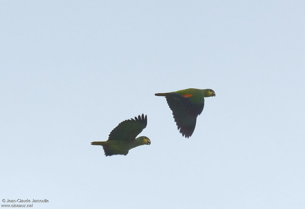 Orange-winged Amazon, Flight