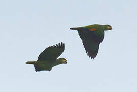 Orange-winged Amazon