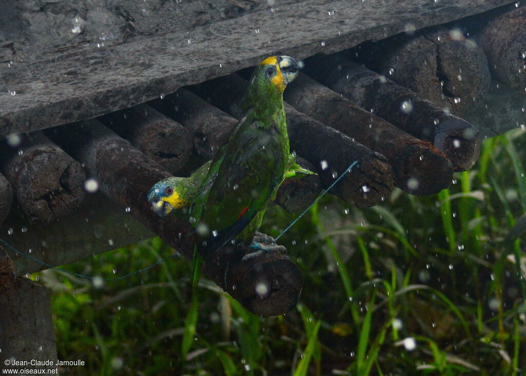 Orange-winged Amazonadult