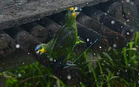 Orange-winged Amazon