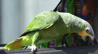 Orange-winged Amazon