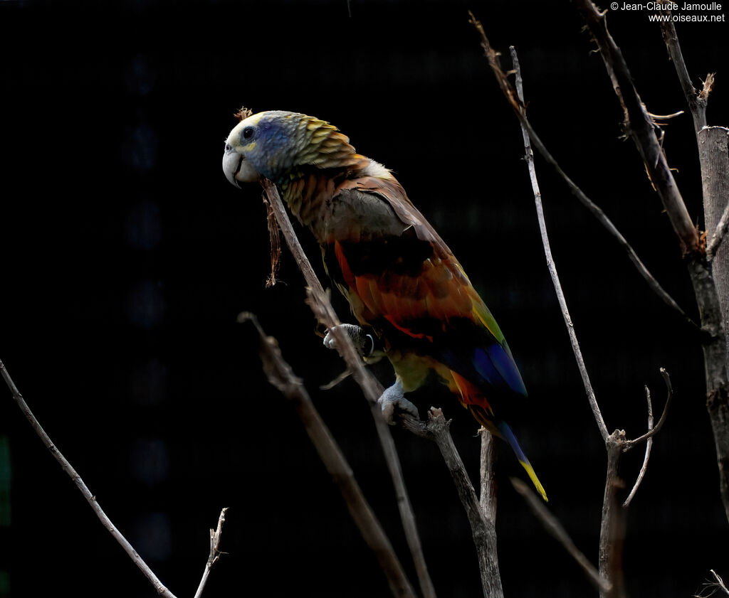 Amazone de Saint-Vincent