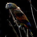 Amazone de Saint-Vincent