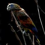 Amazone de Saint-Vincent