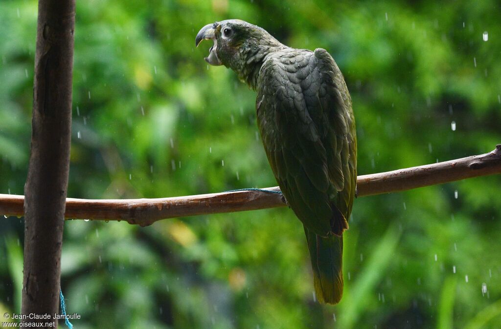 Amazone poudréejuvénile