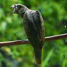 Amazone poudrée