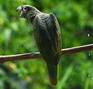 Southern Mealy Amazon