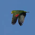 Amazone poudrée