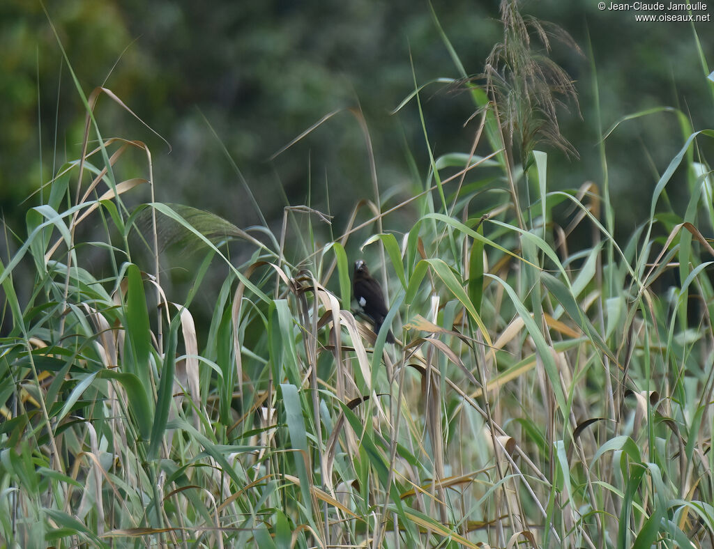 Thick-billed Weaveradult