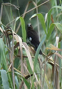 Thick-billed Weaver