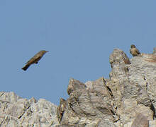 Desert Lark