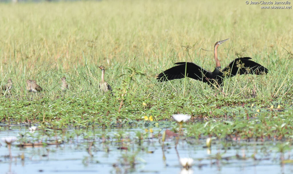 Anhinga d'Afrique