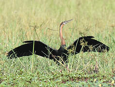 Anhinga d'Afrique