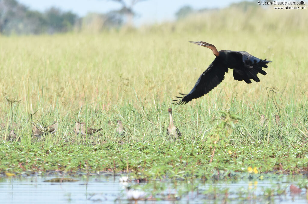 African Darter