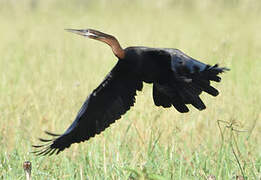 Anhinga d'Afrique