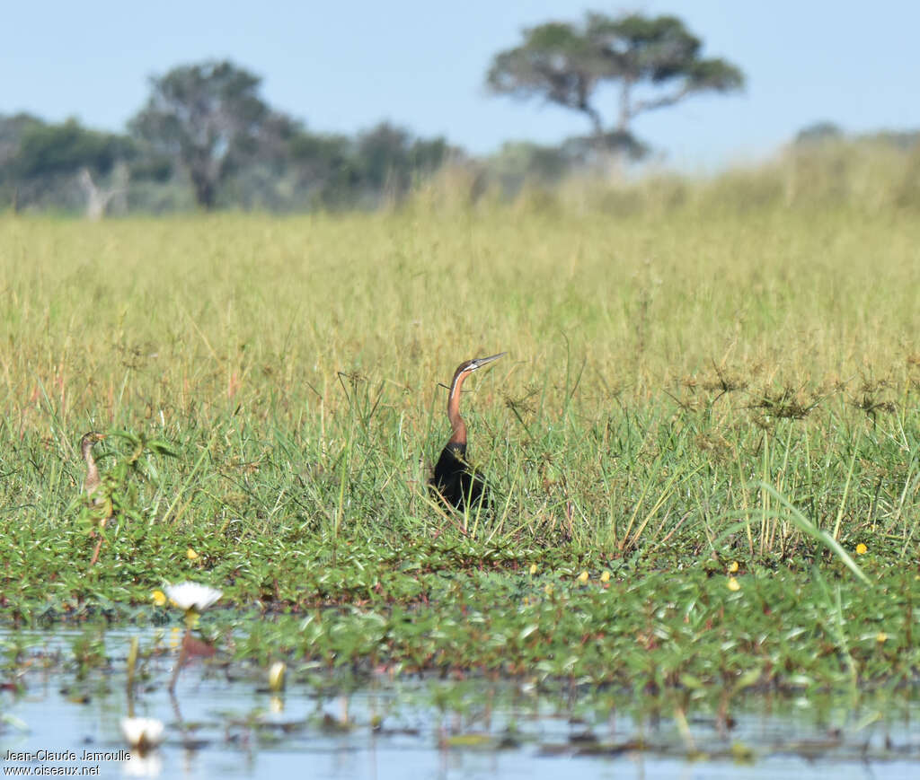 African Darter