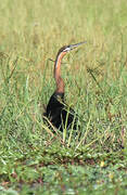 African Darter