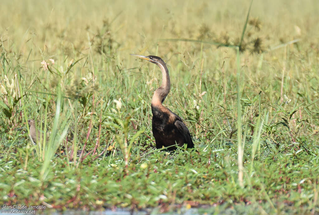 African Darter