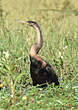 Anhinga d'Afrique