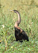 Anhinga d'Afrique