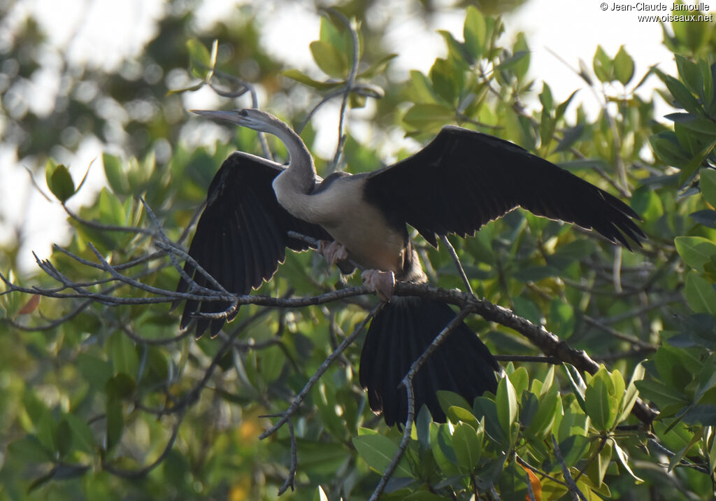 African Darter