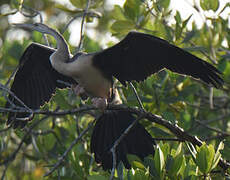 Anhinga d'Afrique