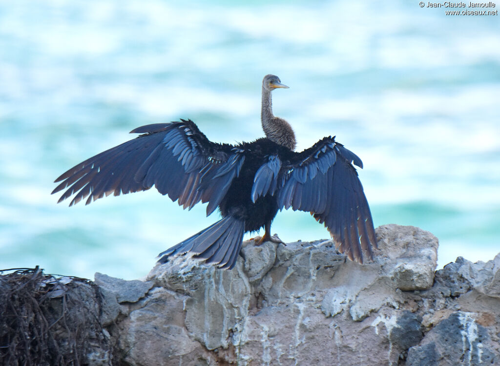 Anhinga d'Amérique