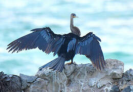 Anhinga d'Amérique